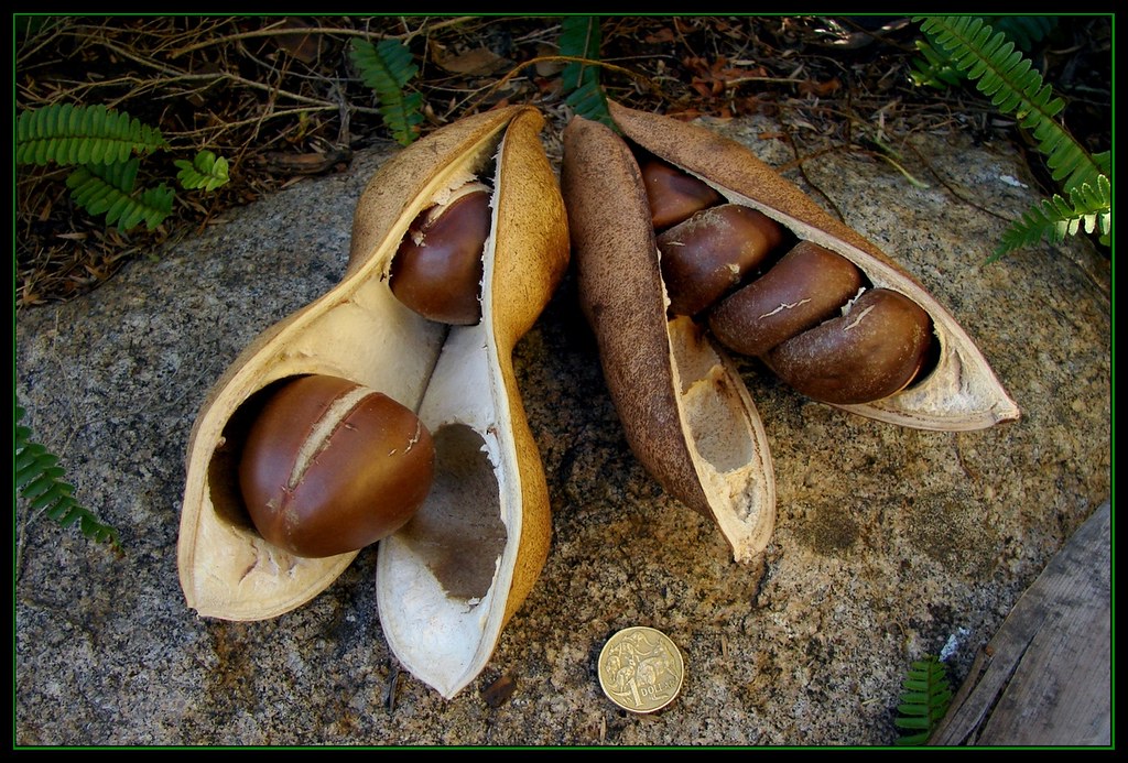 Australian macadamia nuts