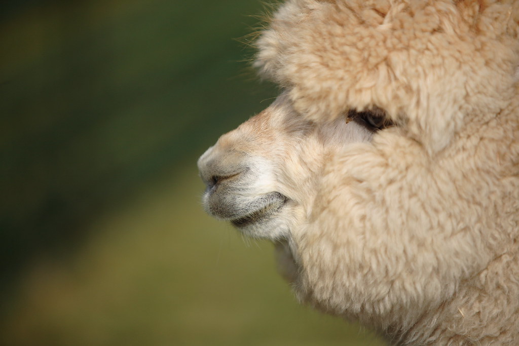 Llama wool socks