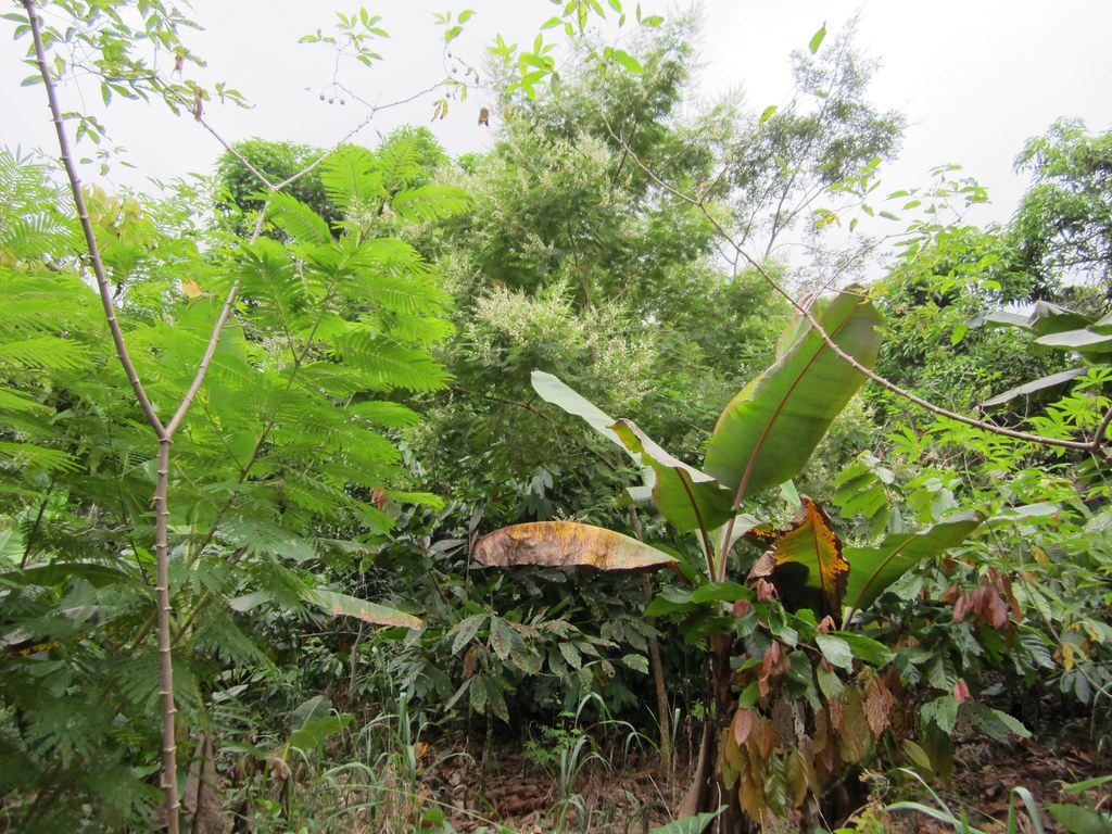 Cameroon cocoa nibs