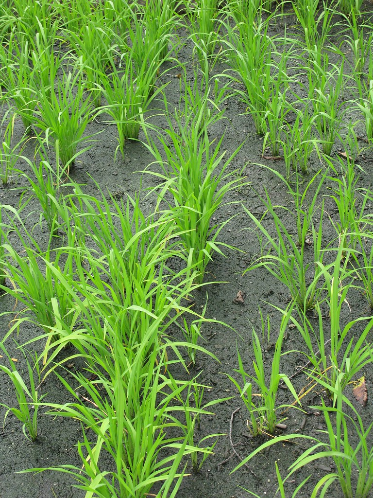 Bhutanese red rice