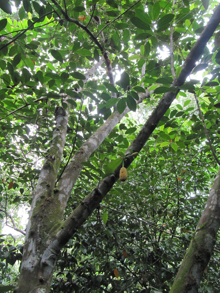 Fruit preserve from Costa Rica