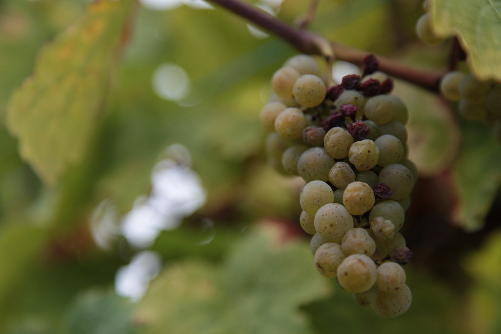 Riesling wine
