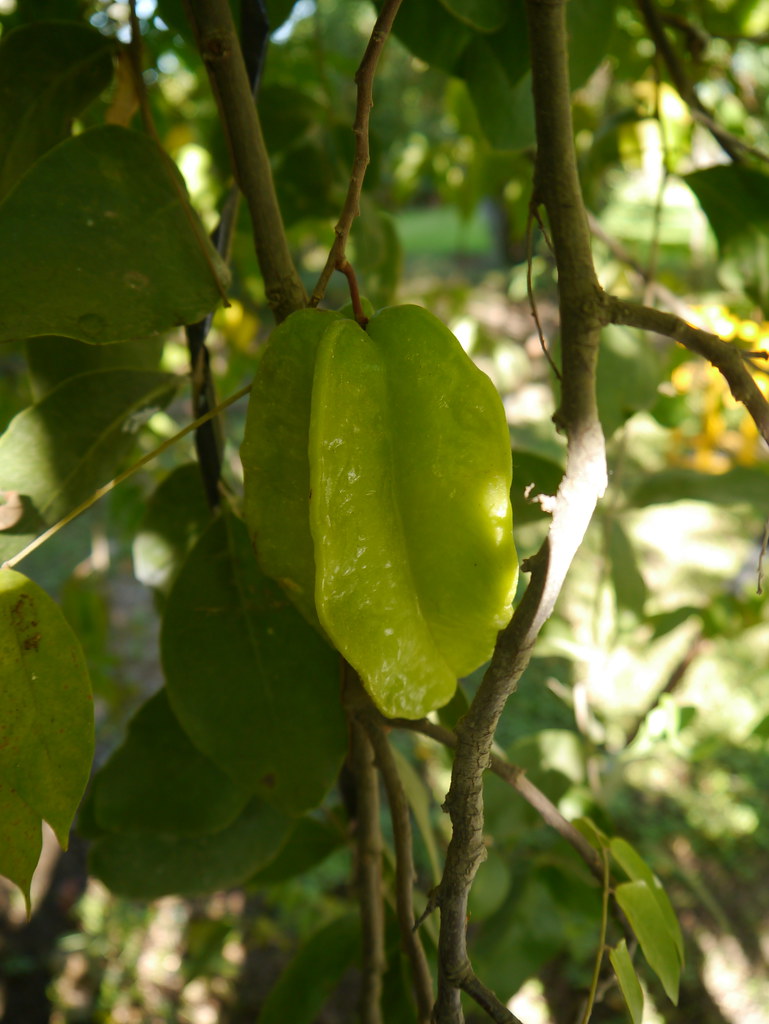 Fruit preserve from Micronesia