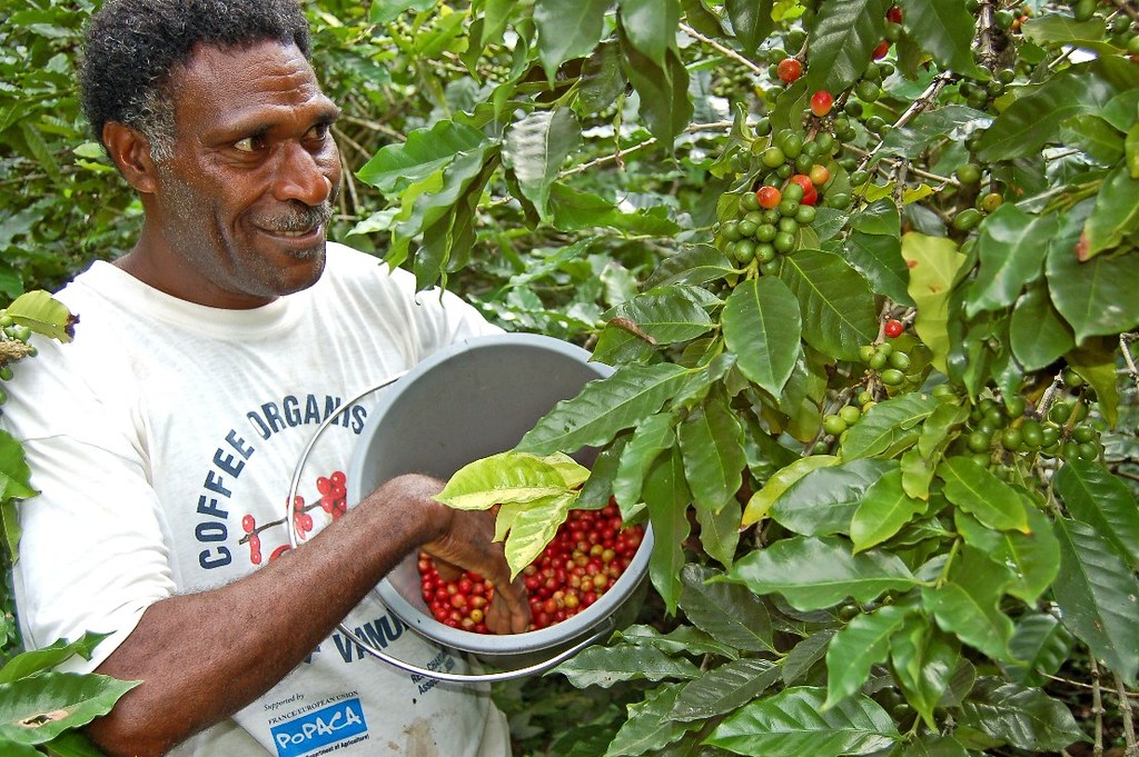Tanna coffee