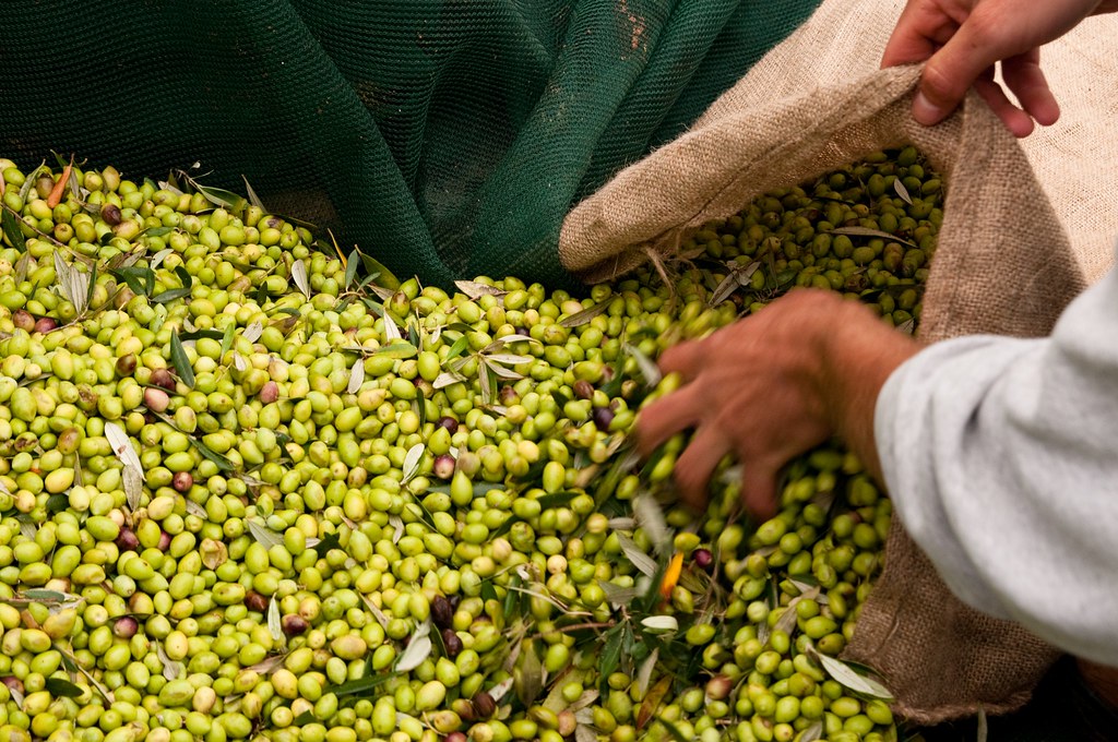 Kalamata olives