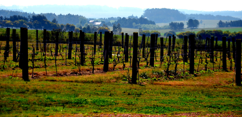 Tannat wine
