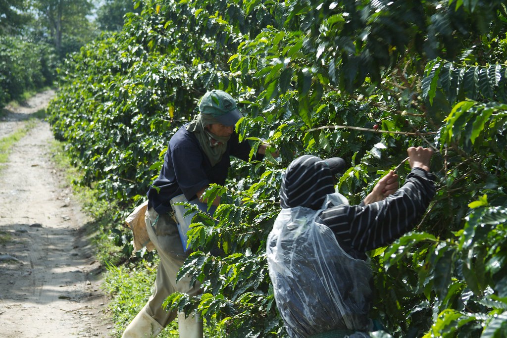 Colombian coffee beans