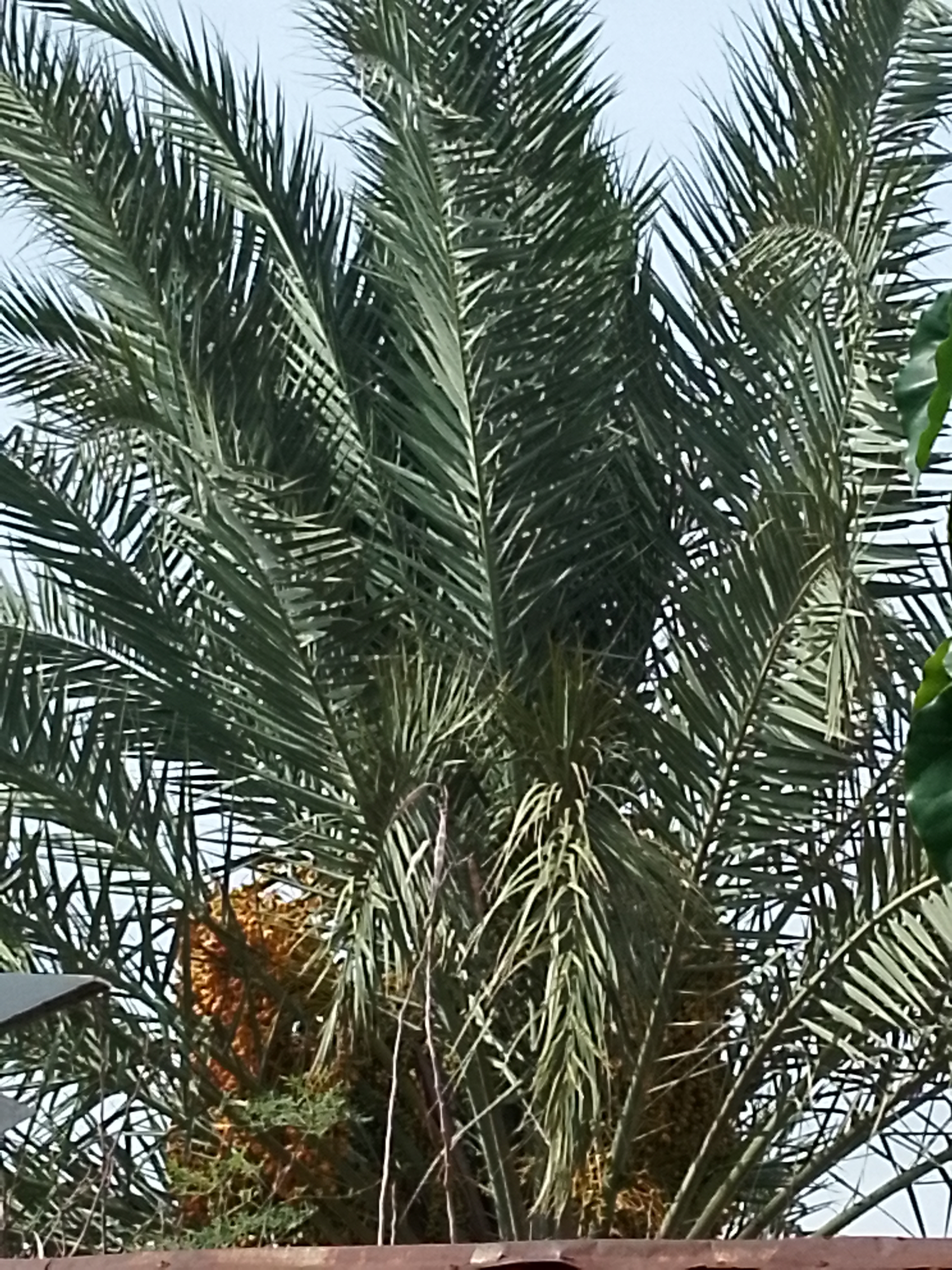 Ajwa dates