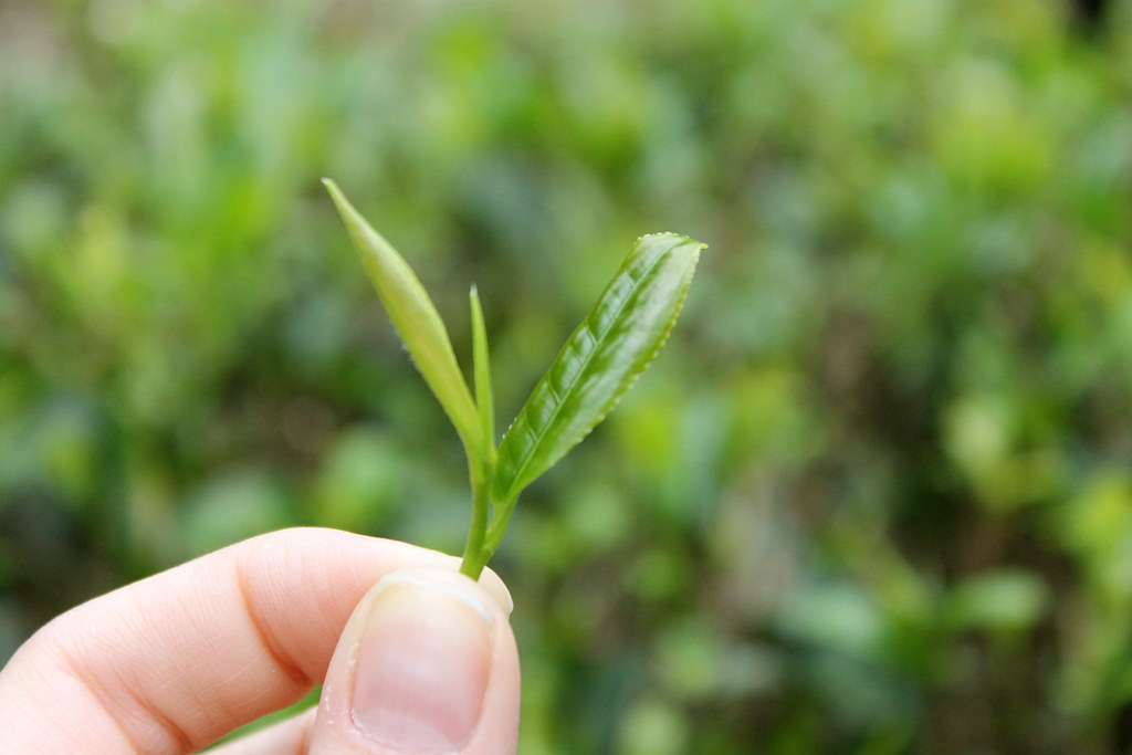 Darjeeling tea