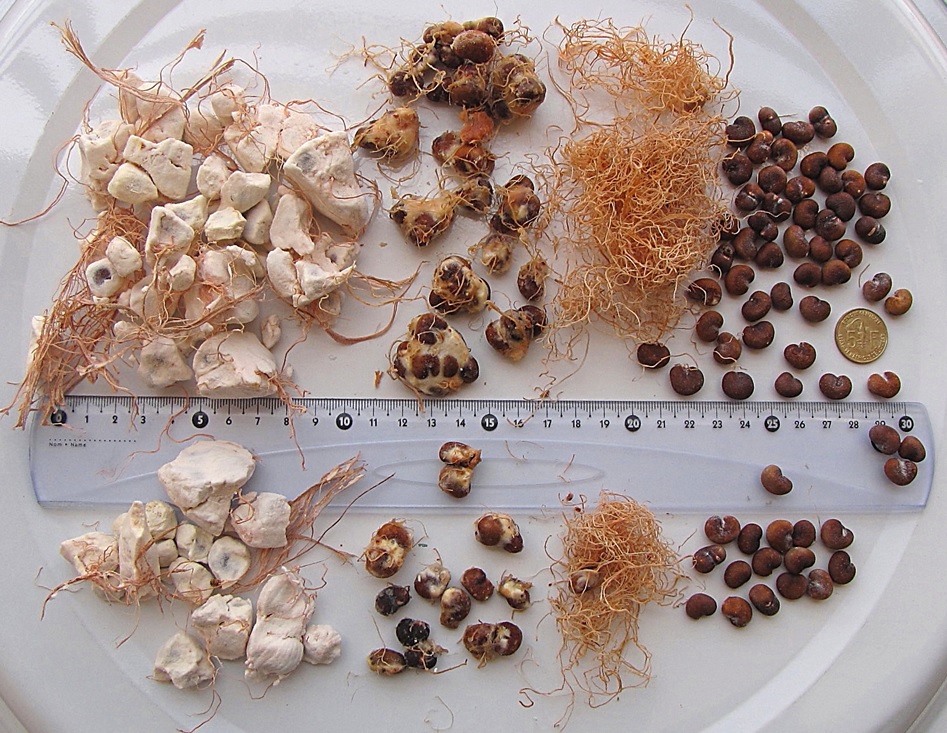 Baobab fruit powder