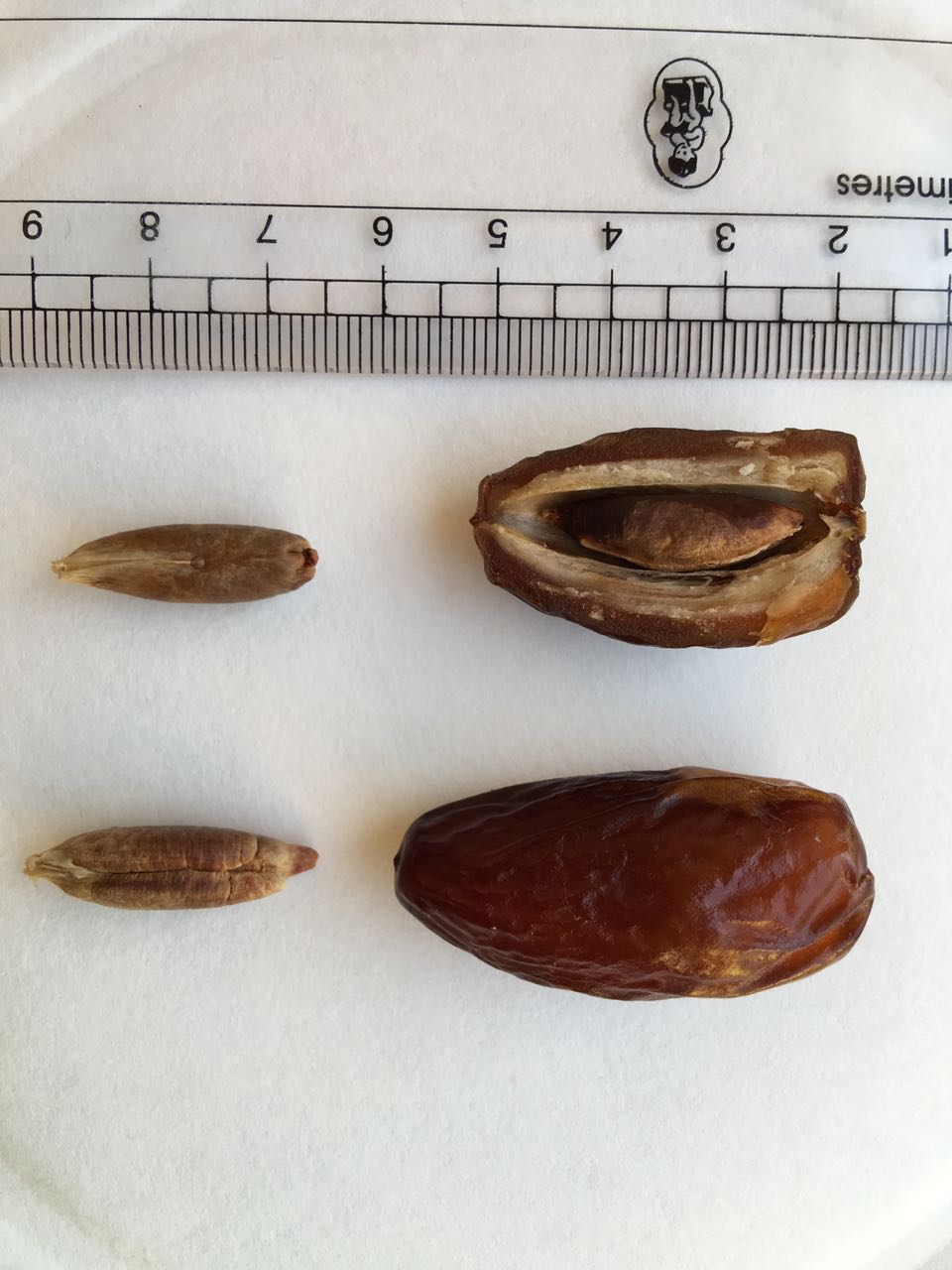 Deglet Nour dates