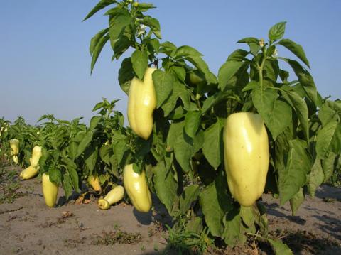 Paprika
