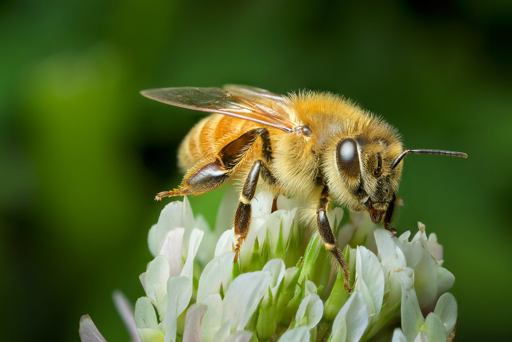 Manuka honey