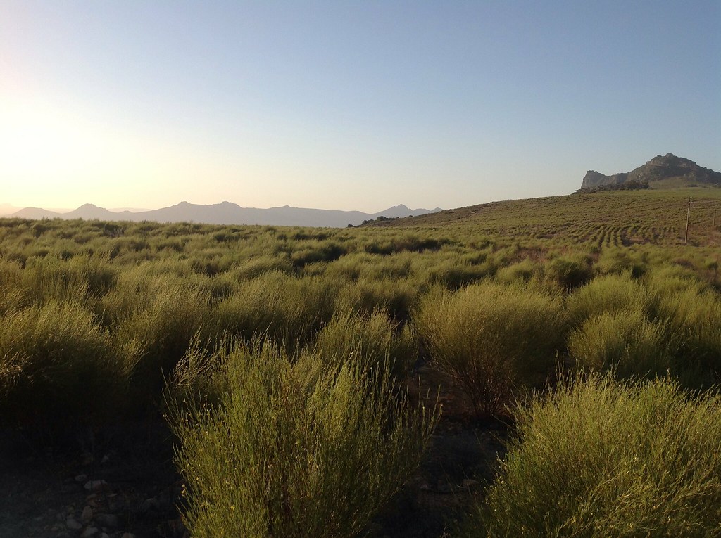 Rooibos tea
