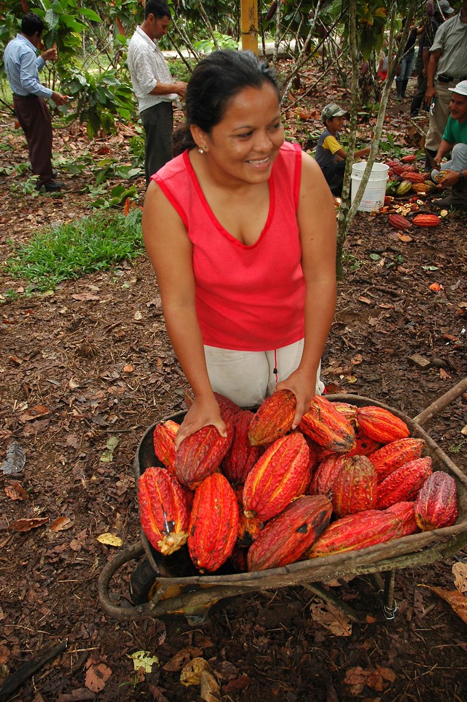 Ecuadorian chocolate