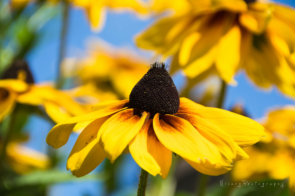 Sunflower oil