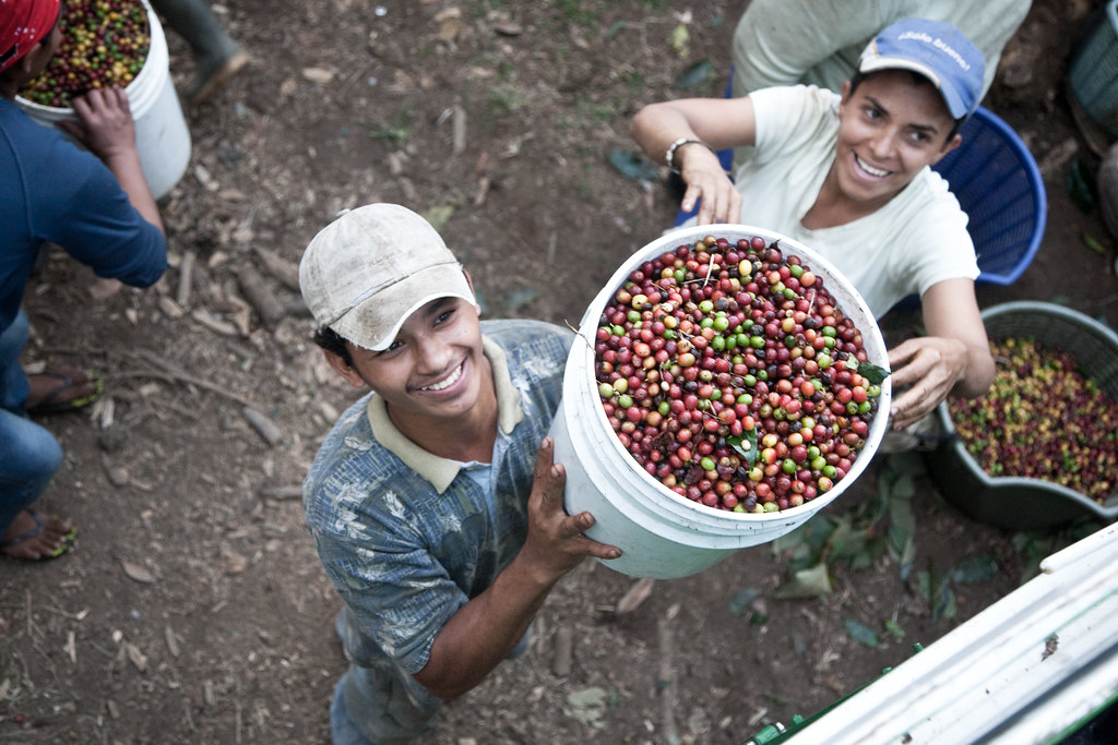 Nicaraguan coffee