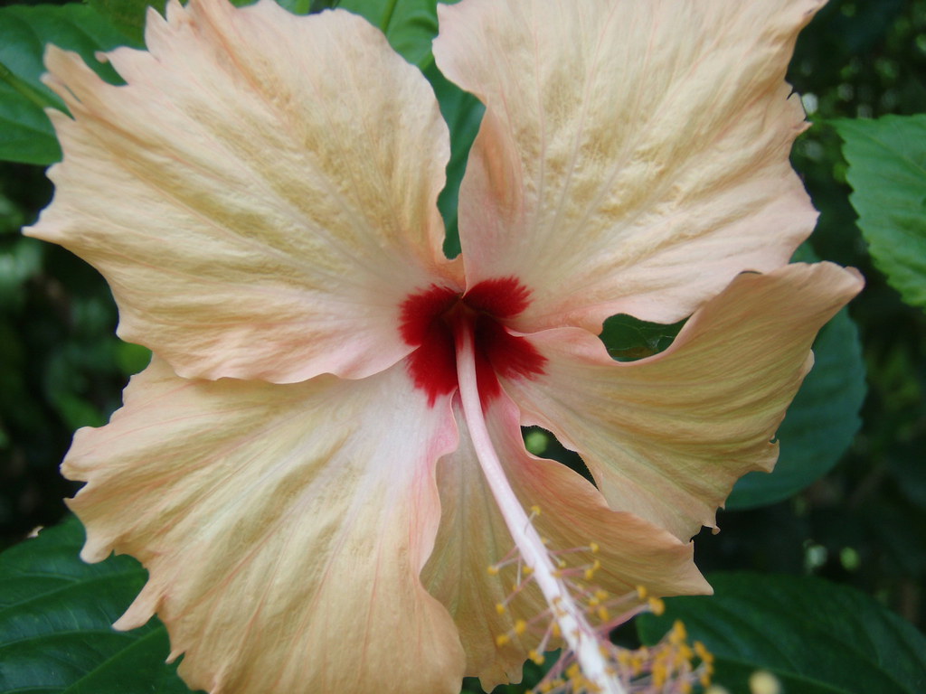 Hibiscus tea / karkade
