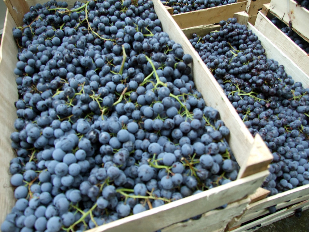 Vranac wine